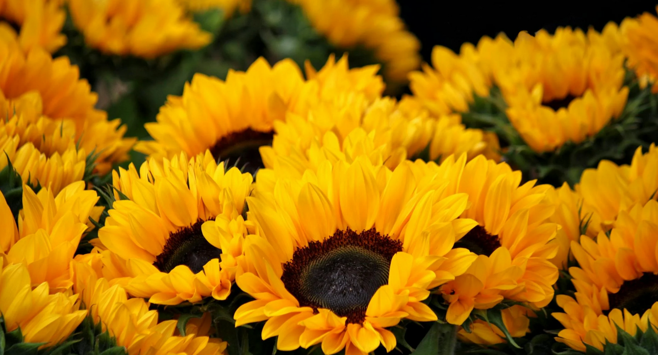 �Ż���ʼ�ͼƬ